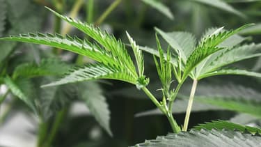 Le cannabis à usage médical est autorisé depuis une dizaine d'années.