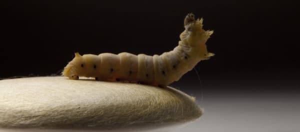 Sericyne Sericyne