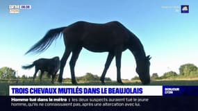 Trois chevaux retrouvés mutilés dans le Beaujolais