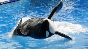 Tilikum, "l'orque tueur", apparaît pendant sa performance au SeaWolrd d'Orlando (Floride) en 2011. 