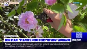 Le Havre: l'opération "Plantes pour tous" revient du 1er au 3 septembre