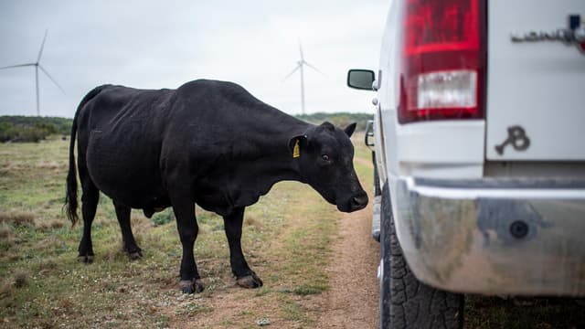 Los Angeles Une Vache Graciee Apres Son Evasion D Un Abattoir