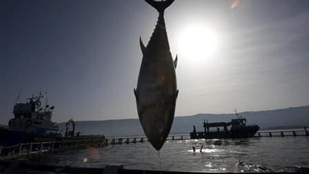 Les Etats pêcheurs réunis à Paris ont maintenus les quotas de pêche du thon rouge quasi inchangés pour 2011, au grand dam des écologistes qui exigeaient une forte réduction pour sauver cette espèce menacée. Les 48 membres de la Commission internationale p