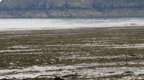 Des algues vertes échouées sur la plage de Plouha, leur prolifération serait due à la pollution des eaux par les nitrates.