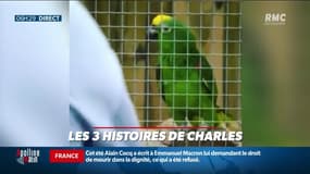 Un perroquet devient une star en imitant Beyonce à la perfection