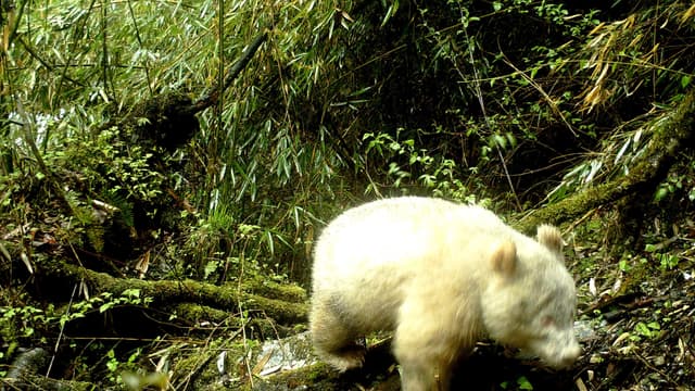 L'animal a été photographié le 20 avril dans une forêt de la province du Sichuan
