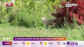 Zoo de Thoiry : La joggeuse mordue par des loups porte plainte