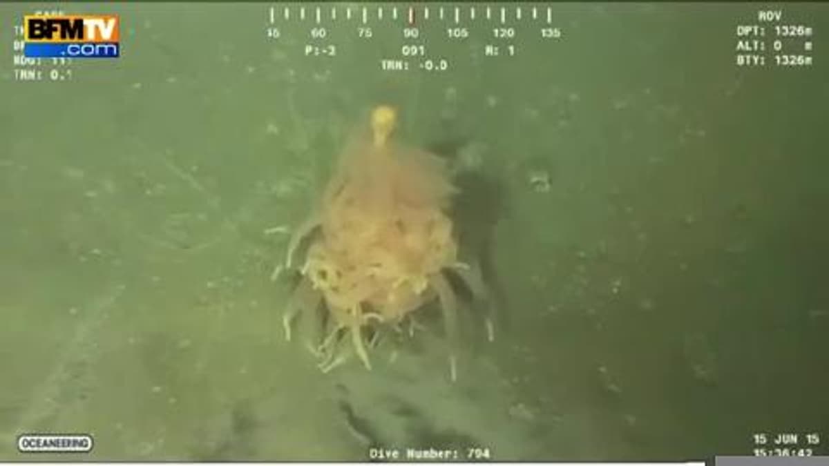 placeholder video