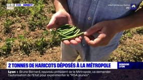 Lyon: un entrepreneur offre deux tonnes de haricots bio pour saluer l'arrivée des Verts