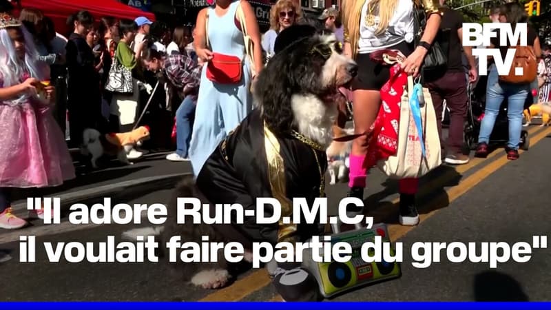 Beetlejuice, Hot-dogs, citrouilles... À New-York, la 34e édition de la parade d'Halloween des chiens a attiré des milliers de curieux