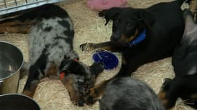 Des chiots au salon des animaux de compagnie d'Aubagne les 2 et 3 novembre 2024.