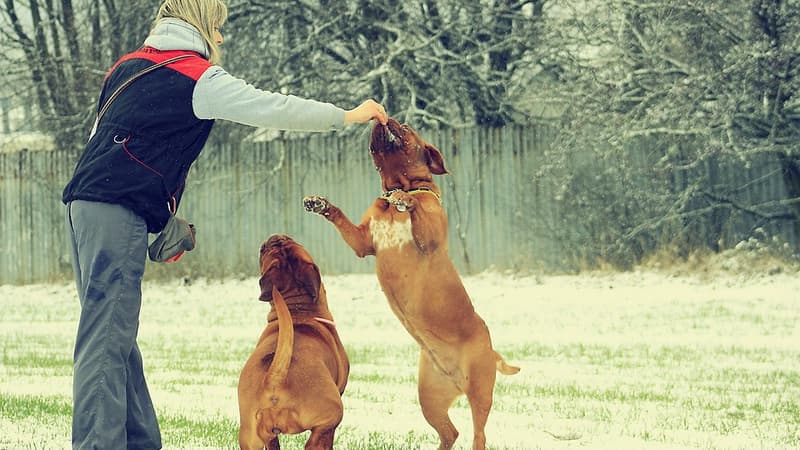 Les bons gestes pour rendre votre chien plus obéissant