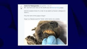 L'animal a toutes ses dents!