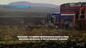 Tanzanie: 24 zèbres libérés dans un parc national