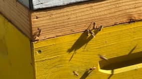 Des abeilles sur une ruche à Oullins.-Pierre-Bénite. 