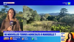 Marseille: de nouvelles terres agricoles à La Treille?