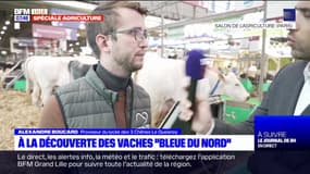 Salon de l'agriculture: à la découverte des vaches "Bleue du Nord"