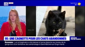 Val-d'Oise: une cagnotte pour les chats abandonnés