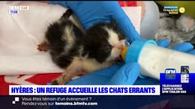 Hyères: un refuge pour chats errants investit dans une unité de soins intensifs
