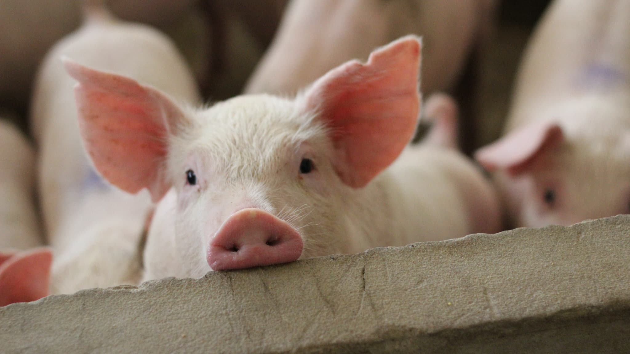 Grippe Porcine En Chine, des cheptels repeuplés par les porcs français