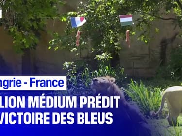 Euro: un lion médium prédit la victoire de la France face à la Hongrie ce samedi