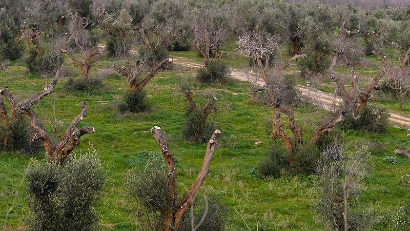 Une plantation d'olivier italienne décimée par Xylella Fastidiosa