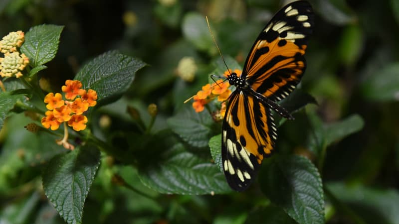 Un papillon tropical au Muséum américain d'histoire naturelle de New York le 4 octobre 2017