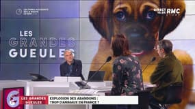 Abandon d'animaux domestiques: "Il faut absolument accorder à l'animal une personnalité juridique", plaide Barbara Lefebvre