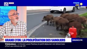 Lyon: le problème de la prolifération des sangliers