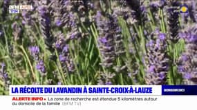 Alpes-de-Haute-Provence: la récolte du lavandin en cours à Sainte-Croix-à-Lauze