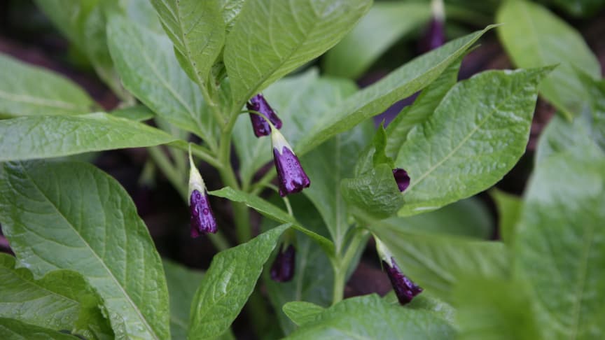 La "Scopolia parviflora", une fleure rare poussant dans la zone démilitarisée entre la Corée du Nord et la Corée du Sud. La "Scopolia parviflora", une fleure rare poussant dans la zone démilitarisée entre la Corée du Nord et la Corée du Sud.