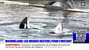 Antibes: les orques de Marineland resteront encore quatre mois dans le parc