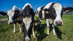 Trois vaches de la race Prim'Holstein chez un éleveur laitier et éleveur à Perigné (Deux-Sèvres) en 2015