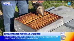 Le frelon asiatique perturbe les apiculteurs varois 