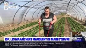 Ile-de-France: avec le confinement, les maraîchers manquent de main d'œuvre