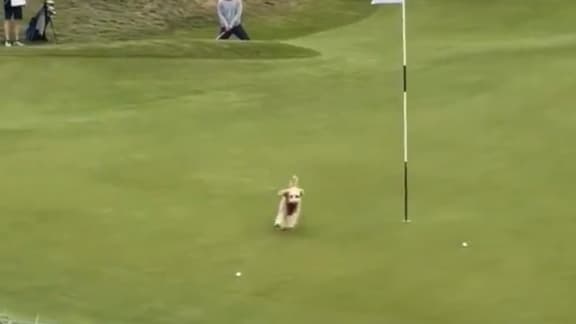 Quand un chien s'invite sur le green dans un tournoi de golf