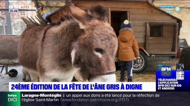Digne-les-Bains : 24ème édition de la fête de l'âne gris