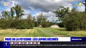 Parc de la Feyssine: une épidémie décime la population de lapins