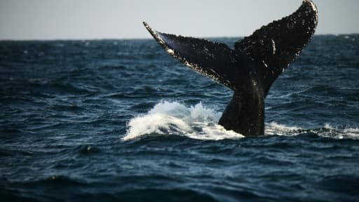 Une baleine à bosse du Pacifique sud, au large du Pérou le 1er octobre 2015