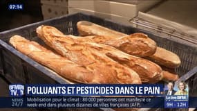 Polluants et pesticides dans le pain