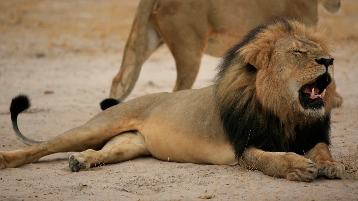 Avant De Mourir Le Lion Cecil A Souffert Une Incroyable Cruaute