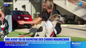 Alpes-Maritimes: une association vient en aide aux chiens errants de l'Île Maurice