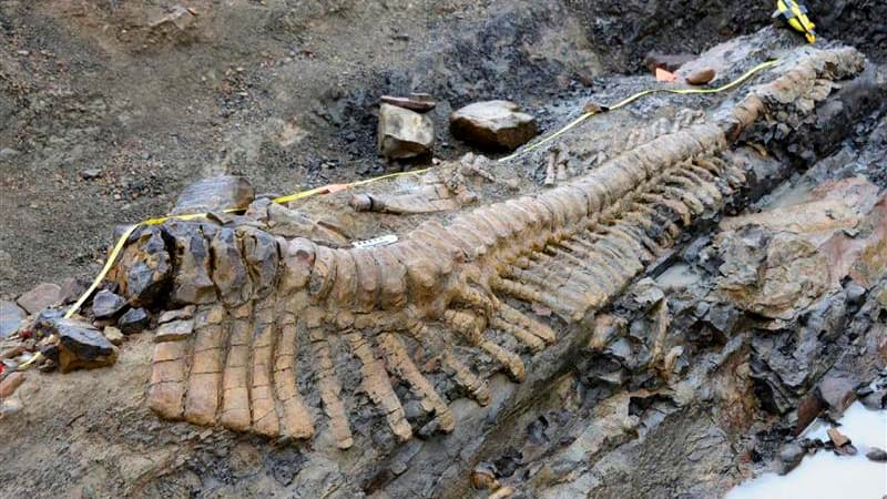 Un groupe de paléontologues a découvert au Mexique, dans l'Etat de Coahuila, frontalier avec les Etats-Unis, les restes fossilisés d'une queue de dinosaure longue de cinq mètres et vieille de 72 millions d'années. Les 50 vertèbres découvertes composaient