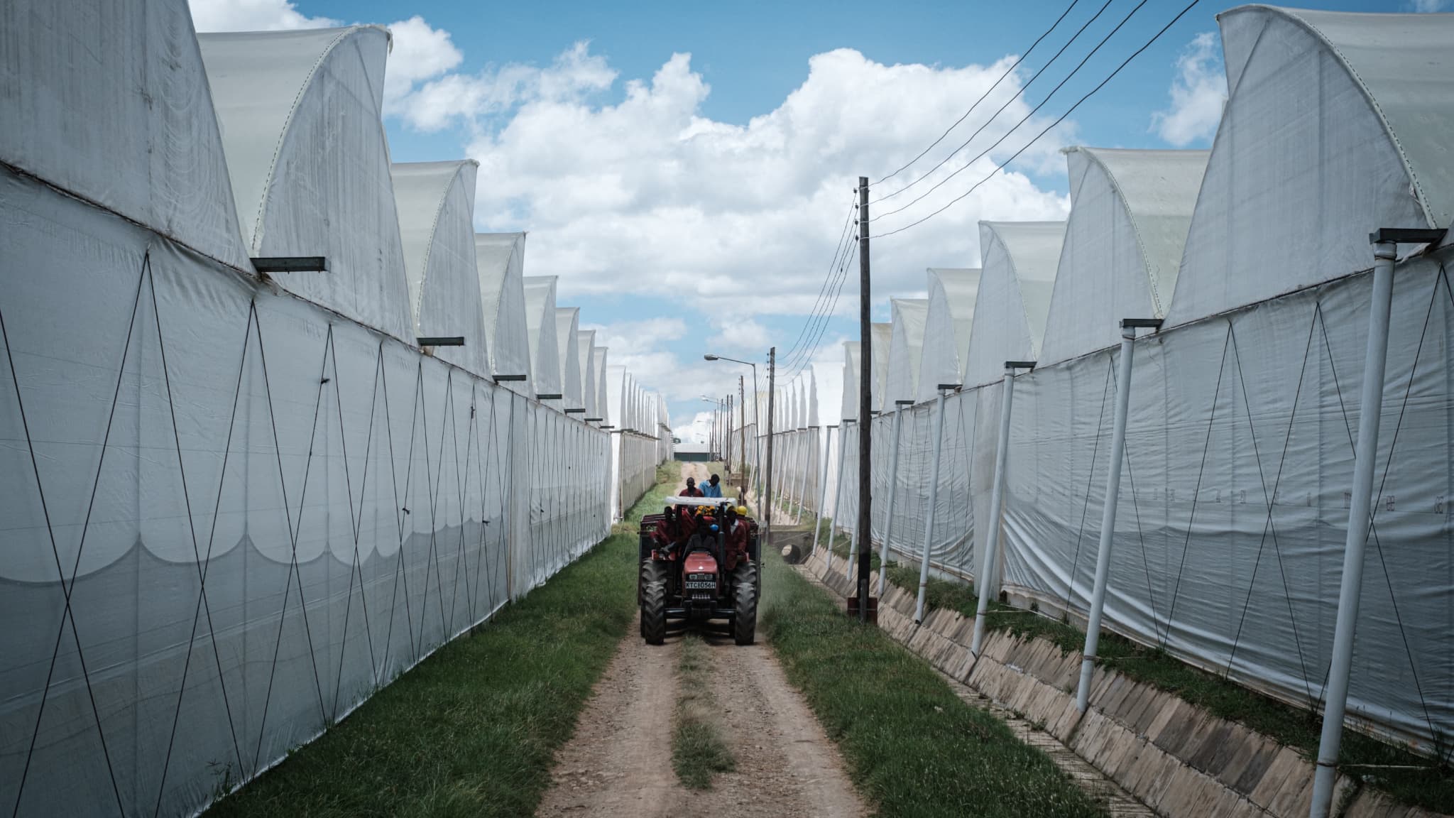 Des ouvriers d'une ferme floricole transportent en tracteur des roses réservées, à Nakuru, au Kenya, le 23 mars 2020.