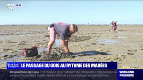 Le passage du Gois au rythme des marées - 01/10