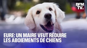 Eure: un maire signe un arrêté pour limiter les aboiements de chiens 