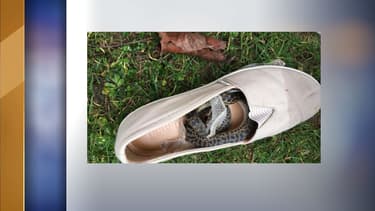 Le python commençait sa mue, dans la chaussure de cette passagère.