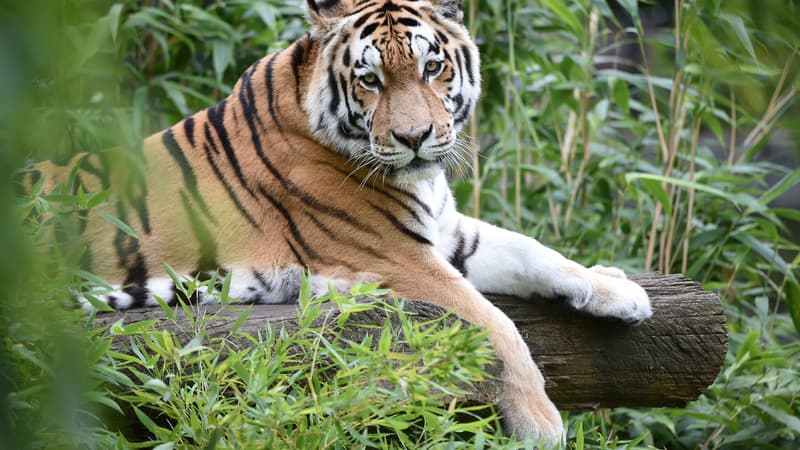 Une dizaine de tigres de Sibérie ont été saisis dans un élevage clandestin en Chine et confiés aux parcs zoologiques des environs. 