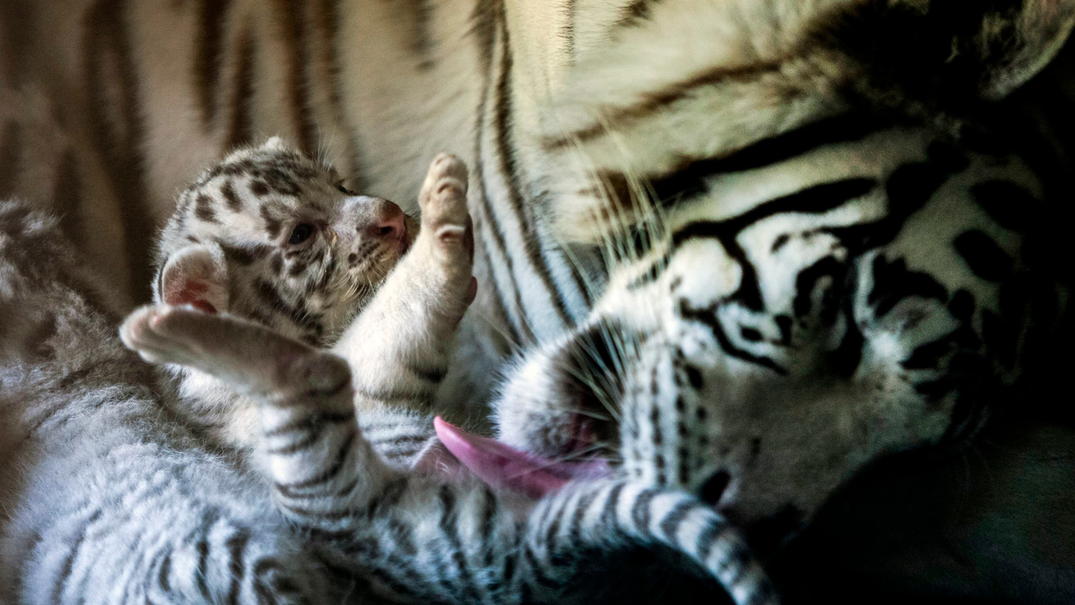 Quatre bébés tigres blancs sauvés d'un trafic en Tunisie