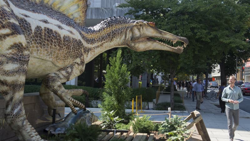 Mi-canard mi-alligator, le spinosaurus vivait il y a 95 millions d'années.
